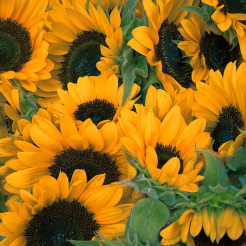 Girasoles Sunflowers, Flores 24 horas, domicilio en Bogotá DC
