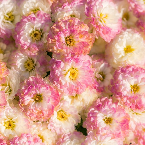 Flores en Tendencia, Flores 24 horas, domicilio en Bogotá DC