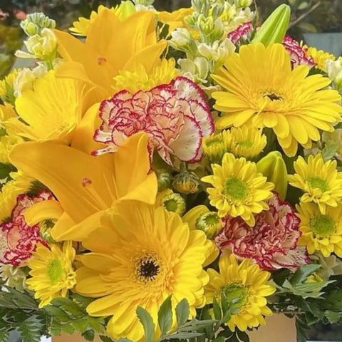 Flores Primavera Amarillas en una caja de lujo, perfectas para regalar en cumpleaños o como detalle de bienvenida a un amigo, vienen con lirios, claveles, gerberas, alelíes, margaritas y acompañamiento en tonos verdes primavera, Flores 24 Horas