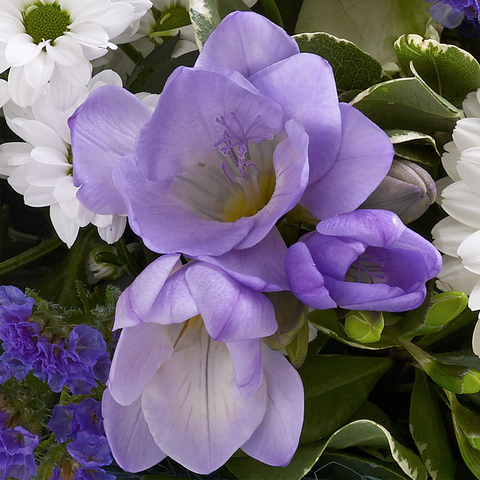 Baby Boy es el regalo perfecto para celebrar el nacimiento de un bebé, flores para regalar a mamá y expresar alegría en la llegada del nuevo miembro de la familia