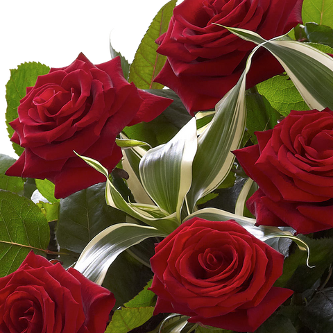 Rosas Rojas Celestial, bouquet de rosas, ramo de rosas, aniversario, romance, san valentín, Floristería Flores 24 Horas