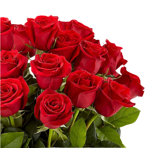 Rosas Rojas Enamorar