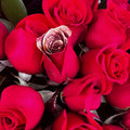 Buchón con 24 Rosas ¡Sorprende con un regalo inolvidable! rosas perfectas para expresar amor, gratitud y más, envuelto en elegante papel de regalo, entrega domicilio en Bogotá, floristería Flores 24 Horas