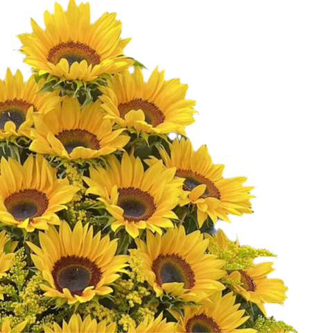 Girasoles De Regalo