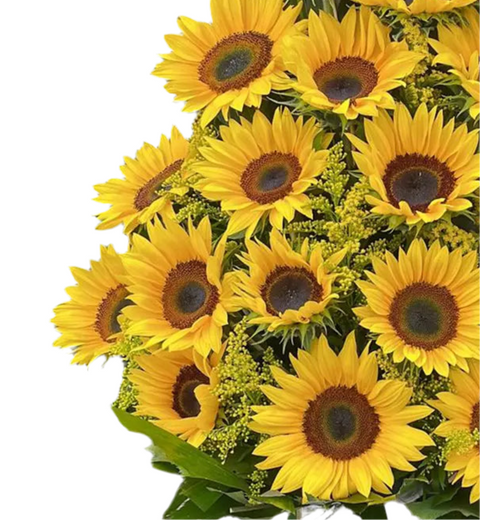 Girasoles De Regalo