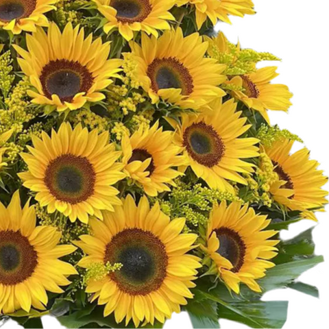 Girasoles De Regalo