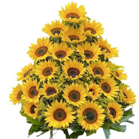 Girasoles De Regalo