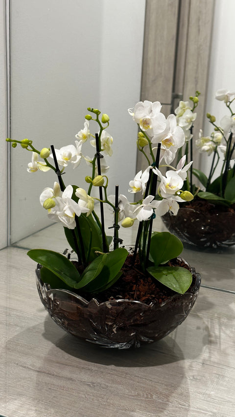 Orquídea verde a domicilio, Flores de temporada