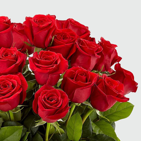 Rosas Rojas Enamorar, es un hermoso regalo para aniversario, regalo de flores para cumpleaños, flores para toda ocasión y decoración, Floristería Flores 24 Horas