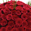 Rosas x100 Unidades, bouquet de rosas, ramo de rosas, regalo de flores para aniversario, regalo de rosas para romance, regalo de flores para san valentín, Floristería Flores 24 Horas