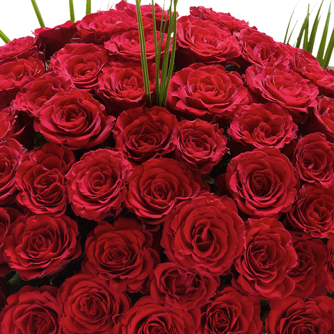 Rosas x100 Unidades, bouquet de rosas, ramo de rosas, regalo de flores para aniversario, regalo de rosas para romance, regalo de flores para san valentín, Floristería Flores 24 Horas