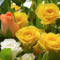 Rosas Otoño Dorado, combinación de rosas color amarillo, durazno, blancas, floristería flores 24 horas, Bouquet, Flores en Jarrón, regalo de aniversario