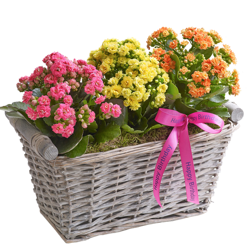 Happy Birthday Basket, flores para regalo de cumpleaños, flores y plantas para jardín, decoración de hogar, Flores 24 Horas