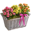 Happy Birthday Basket, flores para regalo de cumpleaños, flores y plantas para jardín, decoración de hogar, Flores 24 Horas