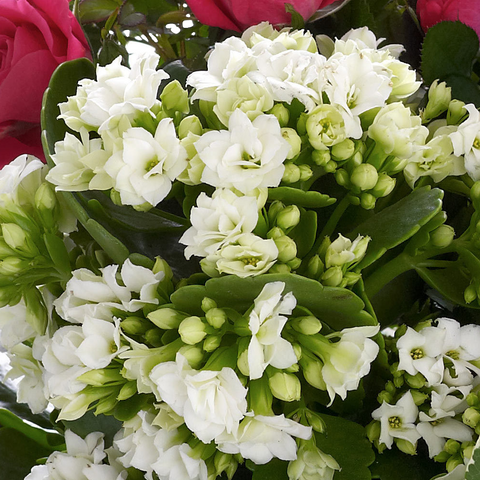Happy Birthday Basket, flores para regalo de cumpleaños, flores y plantas para jardín, decoración de hogar, Flores 24 Horas