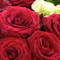 Rosas Rojas Celestial, bouquet de rosas, ramo de rosas, aniversario, romance, san valentín, Floristería Flores 24 Horas