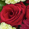 Rosas Rojas Celestial, bouquet de rosas, ramo de rosas, aniversario, romance, san valentín, Floristería Flores 24 Horas