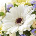 Regadera de Flores, flores para jardín y decoración de hogar con flores blancas, margaritas una bella rosa blanca, es un hermoso regalo para aniversario, regalo de flores para cumpleaños, flores para toda ocasión y decoración, Floristería Flores 24 Horas