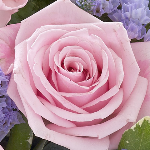 Rosas y Flores Rosadas y Lilas, flores para jardín y decoración de hogar con rosas en una canasta colores rosadas y lilas, es un hermoso regalo para aniversario, regalo de flores para cumpleaños, flores para toda ocasión y decoración, Floristería Flores 24 Horas
