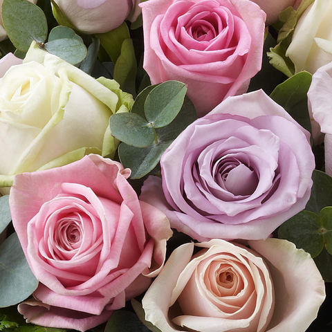 Rosas Gracia Más Pura, bouquet de rosas, ramo de rosas, regalo de flores para aniversario, regalo de rosas para romance, regalo de flores para san valentín, Floristería Flores 24 Horas